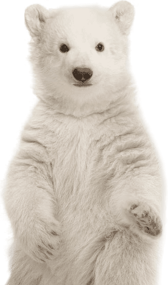 polar bear standing over the sidebar